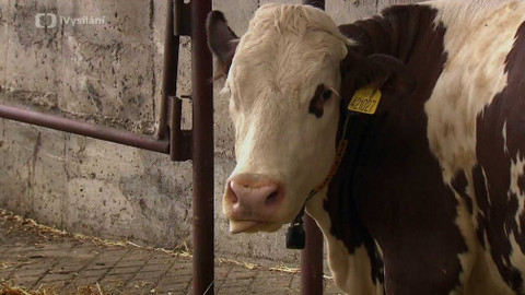 Obnovujeme venkov - Welfare zvířat