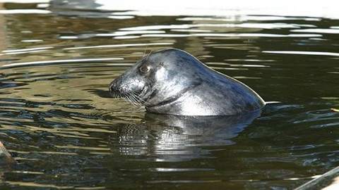 Mezi námi zvířaty - 20. prosince 2008