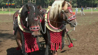 Terčin zvířecí svět