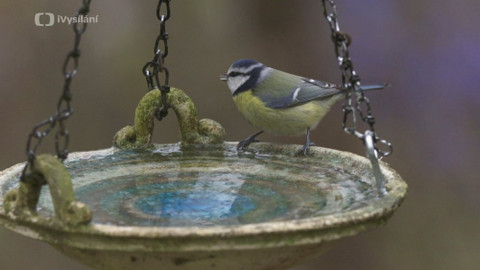 Do divočiny! - 3. Sýkorky a zima