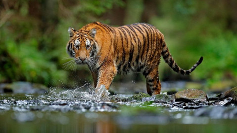 Svět zvířat - 20/20 Velké kočkovité šelmy