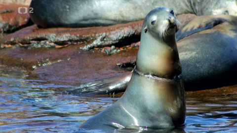 Dobrodružství vědy a techniky - Mexický tým záchrany lachtanů