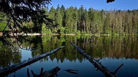 Kapka vody - Mrtvé dřevo a jeho přínos