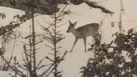 Tisíc let české myslivosti - 7. ledna 2010