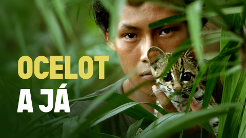 Ocelot a já