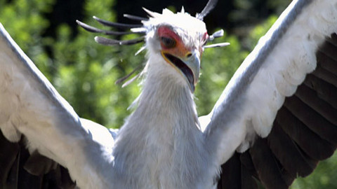 Hvězdy zvířecí říše - 5/32 Nejšikovnější lovec hadů