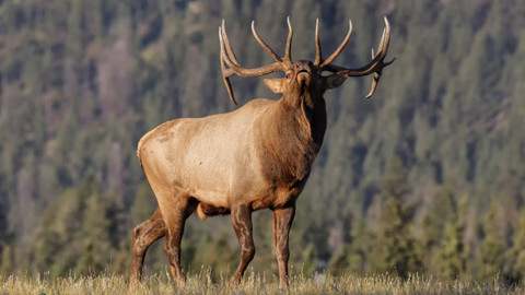 Naše kulatá planeta - Yellowstone, úžasná americká divočina