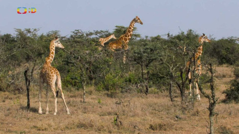 S Jakubem v Africe - 9/13 Žirafy