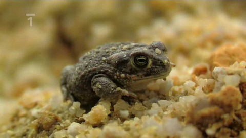 Živé srdce Evropy - Ropucha krátkonohá