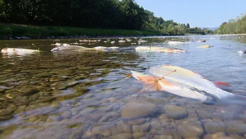 Nedej se! - Inspekce na rozcestí