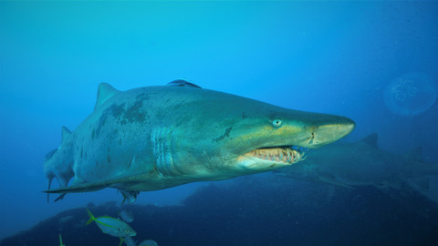 Darwinův úžasný svět zvířat - 5/12 Přizpůsobivý predátor