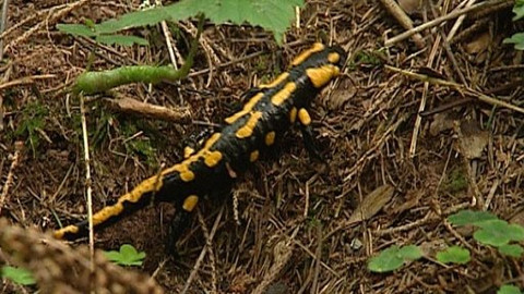 Chcete mě? - 17. září 2008