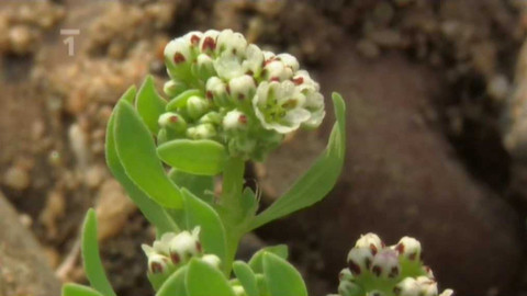 Živé srdce Evropy - Drobnokvět pobřežní