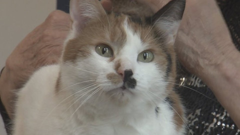 Chcete mě? - Chcete je?