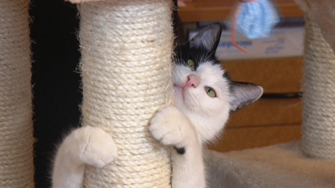 Chcete mě? - Chcete je?