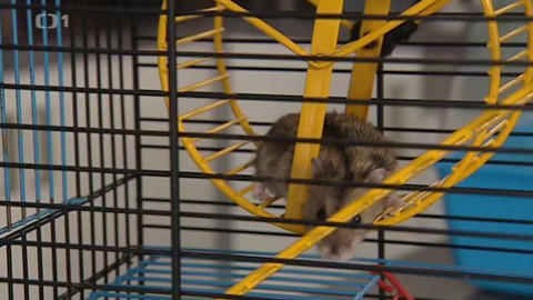 Černé ovce - 1. října 2015