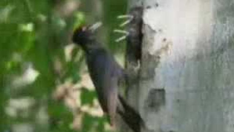 Přidej se - Ptačí oblast Beskydy