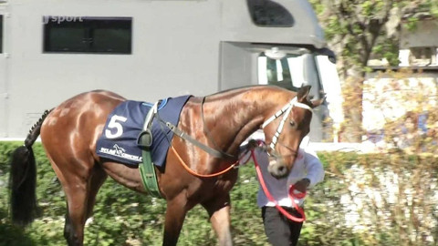 Dostihy - Memoriál prof. Václava Michala a Memoriál Jaroslava Maška