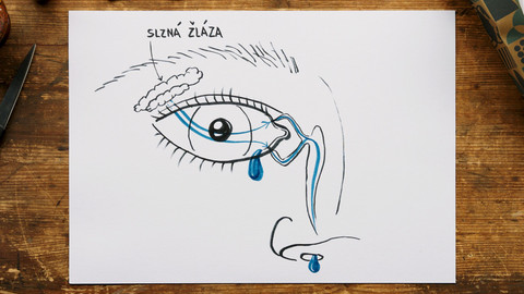 What the Fact? - Proč pláčeme?