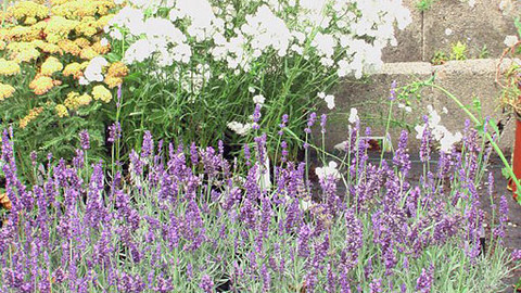 Zahrada pod lupou - 6. září 2012