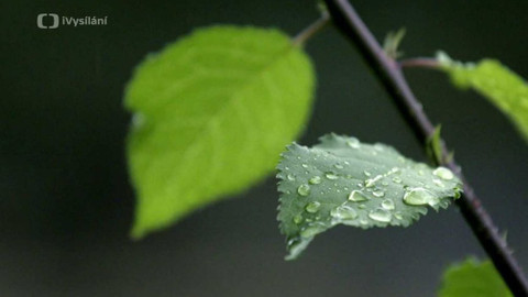 Kapka vody - Zavlažování kapkami