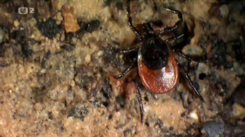 Dobrodružství vědy a techniky - Klíšťata