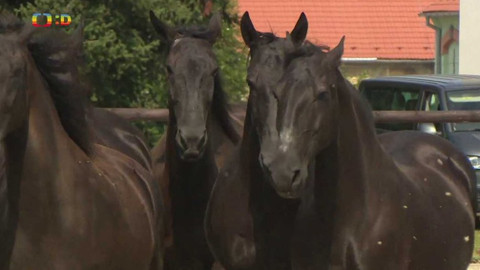 Zprávičky - 22. srpna 2021