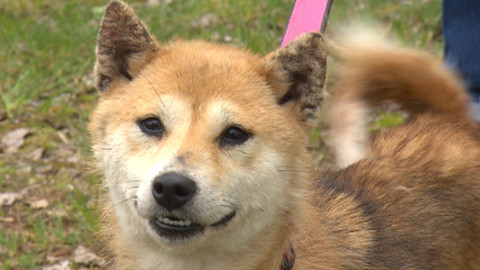 Chcete mě? - Chcete je?