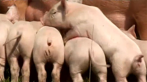 Příběhy o telátku - Epizoda 1/7