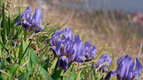 Minuty z přírody - Kosatec nízký