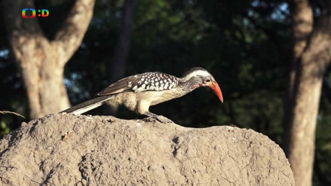 Africká abeceda - T – termitiště