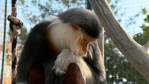 Babylon - 21. března 2020