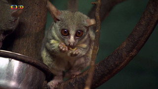 Terčin zvířecí svět