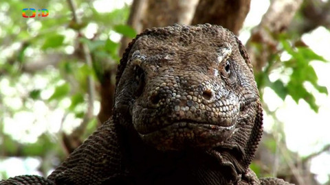 Atlas zvířat - Atlas zvířat