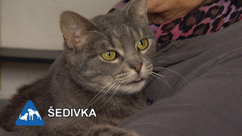 Chcete mě? - Chcete je?