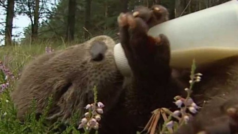 Vydrýsek - 7/13 O návštěvě na dvoře