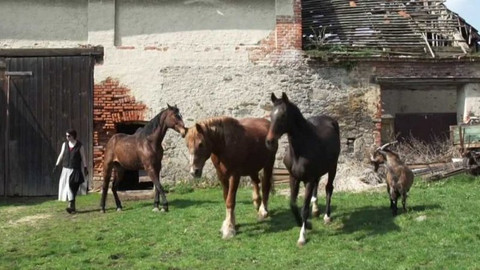 Nedej se! - Život pro koně
