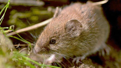 Příběhy zvědavých přírodovědců - 7/10 Zatoulaný chromozom aneb O lidech a myších