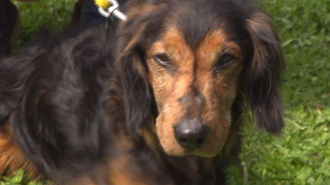 Chcete mě? - Chcete je?