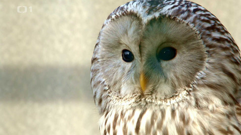 Máme rádi zvířata - 12. června 2023