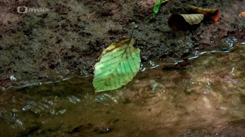 Kapka vody - Ochrana lesních půd