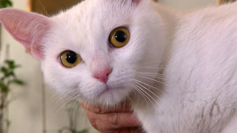 Chcete mě? - Chcete je?