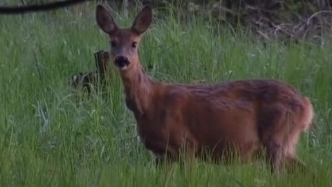 Tisíc let české myslivosti - 5. února 2009