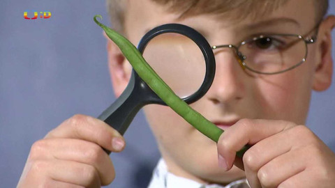 Draci v hrnci - Fazolky, ty můžeš už od školky!