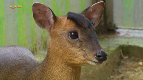 Terčin zvířecí svět - 19. prosince