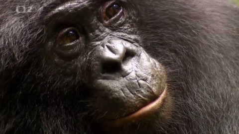 Dobrodružství vědy a techniky - Medicína lidoopů