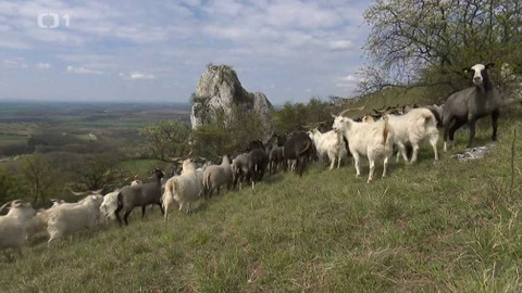 Týden v regionech (Brno) - 1. května 2021