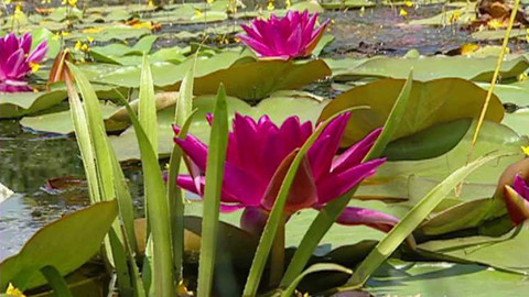 Dobrá rada nad zlato - 16. září 2006