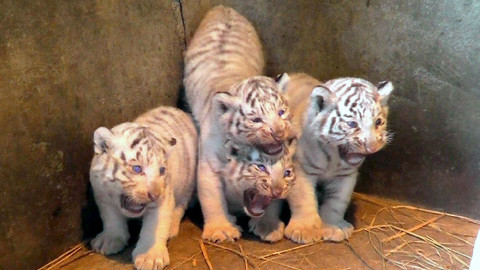 Příběhy zvířecích miminek - Epizoda 14/28