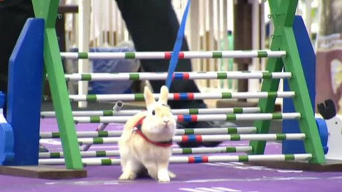 Náš zvěřinec - Létající psi a králíci